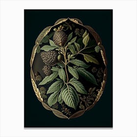 Black Walnut Herb Vintage Botanical Canvas Print