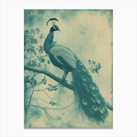 Vintage Blue Tones Peacock Photograph Inspired 3 Canvas Print