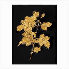 Vintage Pink Bourbon Roses Botanical in Gold on Black Canvas Print