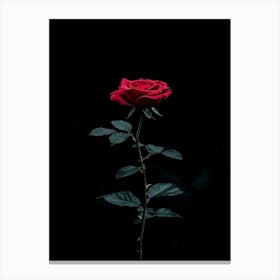 Dark Rose 35 Canvas Print