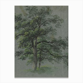 Two Oak Trees Canvas Print