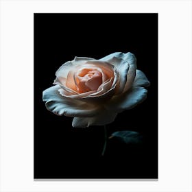 Rose Photography Canvas Print