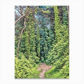 Enchanted Forest Path. A serene forest path surrounded by lush greenery, winding through tall trees and dense foliage, evoking a sense of peace and natural wonder. Canvas Print