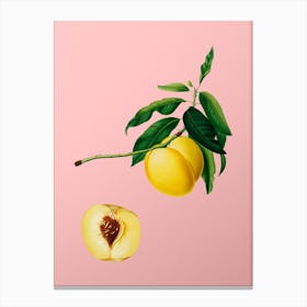 Vintage Yellow Apricot Botanical on Soft Pink n.0651 Canvas Print