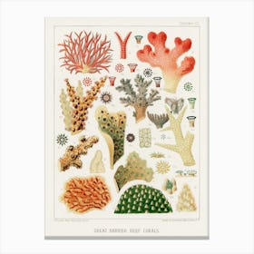 Vintage Corals Canvas Print