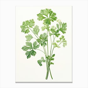 Parsley Vintage Botanical Herbs 1 Canvas Print