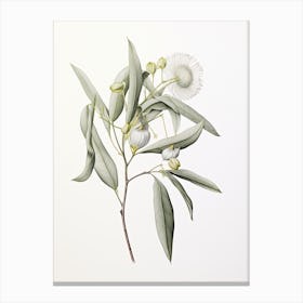 Eucalyptus Vintage Botanical Herbs 0 Canvas Print