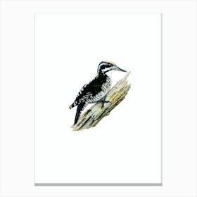 Vintage Three Toed Woodpecker Bird Illustration on Pure White n.0053 Canvas Print