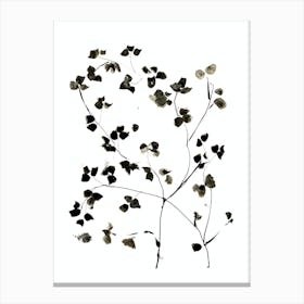 Blossom Canvas Print