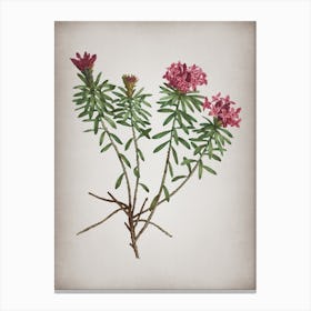 Vintage Garland Flowers Botanical on Parchment n.0749 Canvas Print