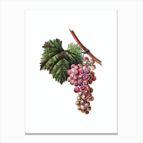 Vintage Grape Vine Botanical Illustration on Pure White Canvas Print