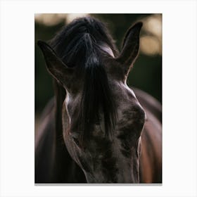 Equine Grace - Belgium horse close up photo print - moody animal photography art Canvas Print