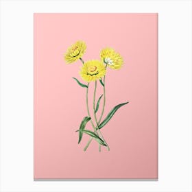 Vintage Helichrysum Flower Branch Botanical on Soft Pink n.0472 Canvas Print