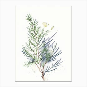 Juniper Herb Minimalist Watercolour 1 Canvas Print