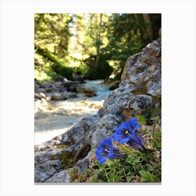 Gentian by the torrent Canvas Print