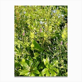 Wildflowers Canvas Print