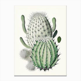 Stenocactus Cactus William Morris Inspired 1 Canvas Print