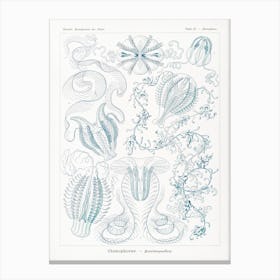 Vintage Jellyfish Diagram; Ernst Haeckel Canvas Print