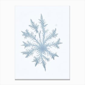 Fernlike Stellar Dendrites, Snowflakes, Pencil Illustration 2 Canvas Print