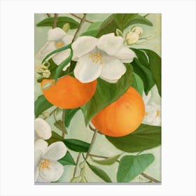 Branch Of Orange Canvas Print