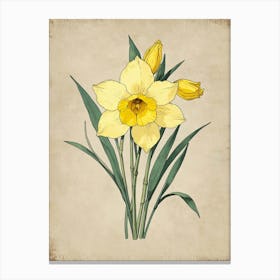 Daffodils 1 Canvas Print