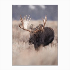 Migrating Moose Canvas Print