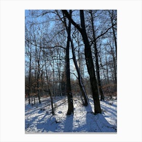 Winter Forest 4 Canvas Print