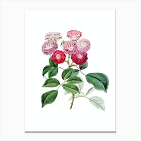 Vintage Seven Sister's Rose Botanical Illustration on Pure White n.0617 Canvas Print