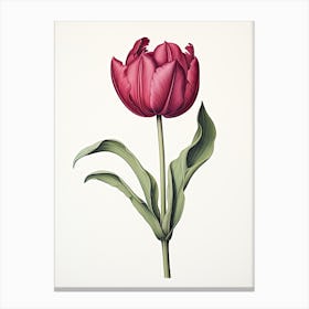 Tulips Flower Vintage Botanical 0 Canvas Print