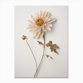 Pressed Flower Botanical Art Chrysanthemum 2 Canvas Print
