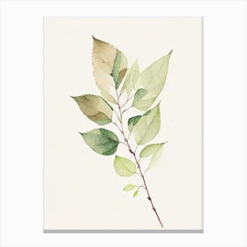 Spirea Leaf Minimalist Watercolour 2 Canvas Print