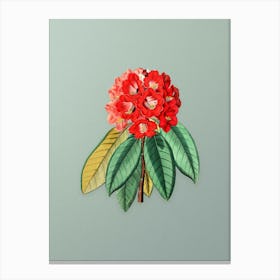 Vintage Rhododendron Rollissonii Flower Botanical Art on Mint Green n.0479 Canvas Print