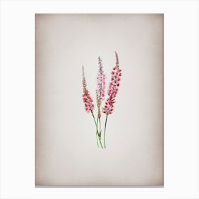 Vintage Polygonum Flower Botanical on Parchment n.0806 Canvas Print