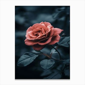 Dark Rose 102 Canvas Print