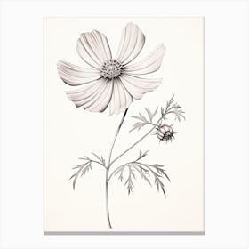 Cosmos Flower Vintage Botanical 0 Canvas Print