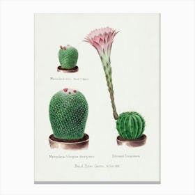 Rainbow Pincushion Cactus And Easter Lily, Familie Der Cacteen Canvas Print