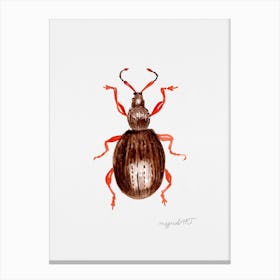Otiorhynchus ovatus or the strawberry root weevil, watercolor artwork Canvas Print