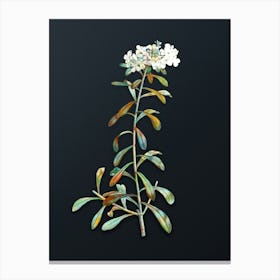 Vintage Small White Flowers Botanical Watercolor Illustration on Dark Teal Blue n.0189 Canvas Print