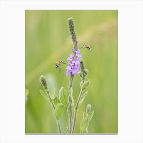 Bees On Purple Flower Canvas Print