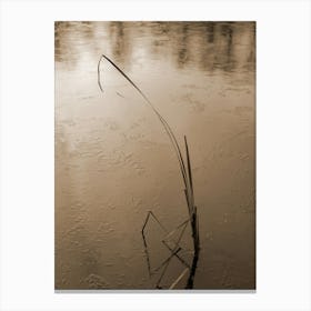 Frozen lake, reed and winter silence Canvas Print