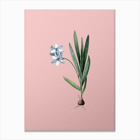 Vintage Gladiolus Plicatus Botanical on Soft Pink Canvas Print