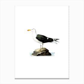 Vintage Great Black Backed Gull Bird Illustration on Pure White n.0070 Canvas Print