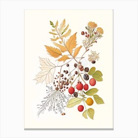 Hawthorn Spices And Herbs Pencil Illustration 2 Canvas Print