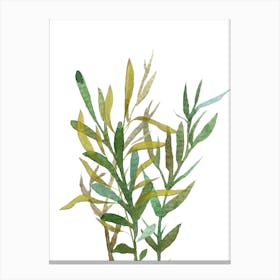 eucalytus branches Canvas Print