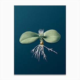 Vintage Massonia Pustulata Botanical Art on Teal Blue Canvas Print