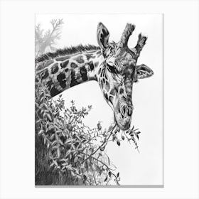 Giraffe In The Leaves Pencil Drawing 2 Canvas Print