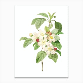 Vintage Apple Blossom Botanical Illustration on Pure White n.0905 Canvas Print