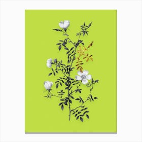 Vintage Hedge Rose Black and White Gold Leaf Floral Art on Chartreuse n.0554 Canvas Print