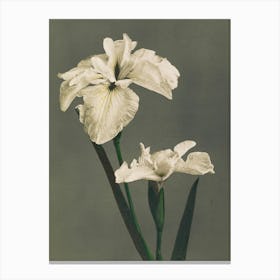 Two Iris Flowers Canvas Print