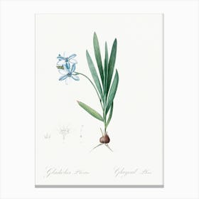 Gladiolus Plicatus, Pierre Joseph Redoute Canvas Print